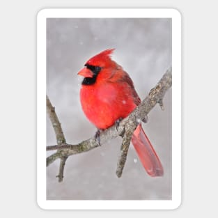 Northern Cardinal Sticker